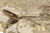 Rare Cretaceous Fossil Fish (Spaniodon) - Lebanon #200282-3